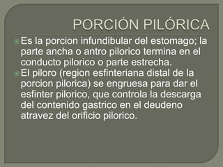  Es la porcion infundibular del estomago; la
  parte ancha o antro pilorico termina en el
  conducto pilorico o parte estrecha.
 El piloro (region esfinteriana distal de la
  porcion pilorica) se engruesa para dar el
  esfinter pilorico, que controla la descarga
  del contenido gastrico en el deudeno
  atravez del orificio pilorico.
 