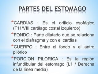 *CARDIAS : Es el orificio esofágico
(T11/VIII cartílago costal izquierdo)
*FONDO : Parte dilatado que se relaciona
con el diafragma y con el cardias
*CUERPO : Entre el fondo y el antro
pilórico
*PORCION PILORICA : Es la región
infundibular del estomago (L1 / Derecha
de la línea media)
 