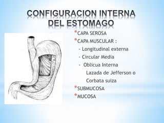 *CAPA SEROSA
*CAPA MUSCULAR :
- Longitudinal externa
- Circular Media
- Oblicua Interna
Lazada de Jefferson o
Corbata suiza
*SUBMUCOSA
*MUCOSA
 