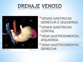 *VENAS GASTRICAS
DERECHA E IZQUIERDA.
*VENAS GASTRICAS
CORTAS.
*VENA GASTROOMENTAL
IZQUIERDA
*VENA GASTROOMENTAL
DERECHA
 
