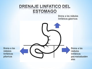 Drena a los nódulos
linfáticos gástricos
Drena a los
nódulos
linfáticos
piloricos
Drena a los
nódulos
linfáticos
pacreatoduoden
ales
 