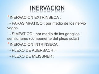 *INERVACION EXTRINSECA :
- PARASIMPATICO : por medio de los nervio
vagos
- SIMPATICO : por medio de los ganglios
semilunares (componente del plexo solar)
*INERVACION INTRINSECA :
- PLEXO DE AUERBACH :
- PLEXO DE MEISSNER :
 