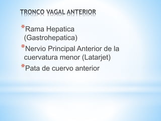 *Rama Hepatica
(Gastrohepatica)
*Nervio Principal Anterior de la
cuervatura menor (Latarjet)
*Pata de cuervo anterior
 