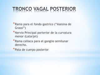 *Rama para el fondo gastrico (“Asesina de
Grassi”)
*Nervio Principal porterior de la curvatura
menor (Latarjet)
*Rama celiaca para el ganglio semilunar
derecho.
*Pata de cuerpo posterior
 