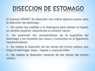 El manual GRANT de disección nos indica algunos pasos para
la disección de estomago :
1.- Se cortan las costillas y el diafragma para retraer el hígado
en sentido superior, exponiendo el omento menor.
2.- Se examinan las características de la superficie del
estomago y se muestran los vasos y conductos en el ligamento
hepatoduodenal.
3.- Se realiza la disección de las ramas del tronco celiaco que
irriga el estomago, baso , hígado y vesícula biliar.
4.- Se realiza la disección restante de las ramas del tronco
celiaco .
 