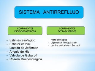 SISTEMA ANTIRREFLUJO
COMPONENTES
ESOFAGOGASTRICOS
COMPONENTES
EXTRAGASTRICOS
- Esfintes esofagico
- Esfinter cardial
- Lazada de Jefferson
- Angulo de His
- Valvula de Gubaroff
- Rosera Mucoesofagica
- Hiato esofagico
- Ligamento frenogastrico
- Lamina de Laimer - Bertelli
 