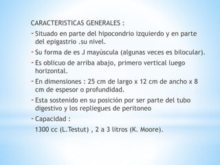 CARACTERISTICAS GENERALES :
-Situado en parte del hipocondrio izquierdo y en parte
del epigastrio .su nivel.
-Su forma de es J mayúscula (algunas veces es bilocular).
-Es oblicuo de arriba abajo, primero vertical luego
horizontal.
-En dimensiones : 25 cm de largo x 12 cm de ancho x 8
cm de espesor o profundidad.
-Esta sostenido en su posición por ser parte del tubo
digestivo y los repliegues de peritoneo
-Capacidad :
1300 cc (L.Testut) , 2 a 3 litros (K. Moore).
 