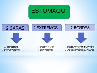 ESTOMAGO
2 CARAS 2 EXTREMOS 2 BORDES
- ANTERIOR - SUPERIOR - CURVATURA MAYOR
- POSTERIOR - INFERIOR - CURVATURA MENOR
 