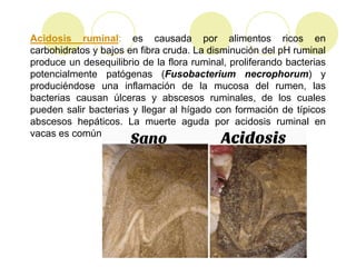 patologias y lesiones mas frecuentes en estomago de los animales | PPTX