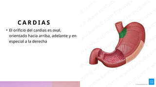 ESTOMAGO Y DUODENO ANATOMIA QUIRÚRGICA.pptx