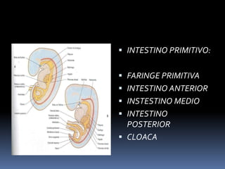  INTESTINO PRIMITIVO:
 FARINGE PRIMITIVA
 INTESTINO ANTERIOR
 INSTESTINO MEDIO
 INTESTINO
POSTERIOR
 CLOACA
 