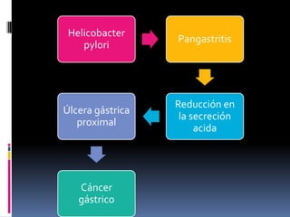 Helicobacter
pylori
Pangastritis
Reducción en
la secreción
acida
Úlcera gástrica
proximal
Cáncer
gástrico
 