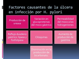 Factores causantes de la úlcera
en infección por H. pylori
Producción de
ureasa
Variación en
glucoproteinas
del moco gástrico
Permeabilidad
del moco a los
hidrogeniones
Reflujo duodeno
gástrico: lipasa y
fosfolipasa
Citoquinas
Aumento de
producción de
gastrina
Disminución en la
producción de
bicarbonato.
 
