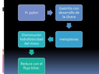 H. pylori
Gastritis con
desarrollo de
la úlcera
metaplasias
Disminución
hidrofobicidad
del moco
Reduce con el
flujo biliar.
 