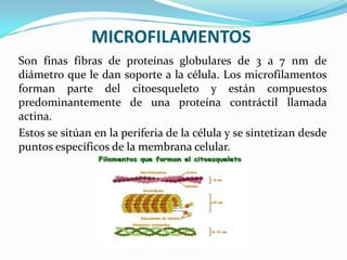 MICROFILAMENTOS
Son finas fibras de proteínas globulares de 3 a 7 nm de
diámetro que le dan soporte a la célula. Los microfilamentos
forman parte del citoesqueleto y están compuestos
predominantemente de una proteína contráctil llamada
actina.
Estos se sitúan en la periferia de la célula y se sintetizan desde
puntos específicos de la membrana celular.

 