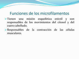 Funciones de los microfilamentos
 Tienen

una misión esquelética eréctil y son
responsables de los movimientos del citosol y del
cuero cabelludo.
 Responsables de la contracción de las células
musculares.

 