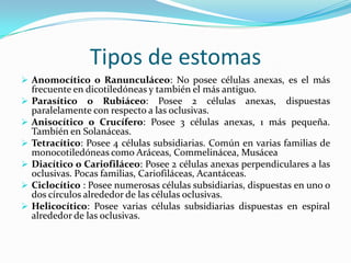 Tipos de estomas
 Anomocítico o Ranunculáceo: No posee células anexas, es el más








frecuente en dicotiledóneas y también el más antiguo.
Parasítico o Rubiáceo: Posee 2 células anexas, dispuestas
paralelamente con respecto a las oclusivas.
Anisocítico o Crucífero: Posee 3 células anexas, 1 más pequeña.
También en Solanáceas.
Tetracítico: Posee 4 células subsidiarias. Común en varias familias de
monocotiledóneas como Aráceas, Commelinácea, Musácea
Diacítico o Cariofiláceo: Posee 2 células anexas perpendiculares a las
oclusivas. Pocas familias, Cariofiláceas, Acantáceas.
Ciclocítico : Posee numerosas células subsidiarias, dispuestas en uno o
dos círculos alrededor de las células oclusivas.
Helicocítico: Posee varias células subsidiarias dispuestas en espiral
alrededor de las oclusivas.

 