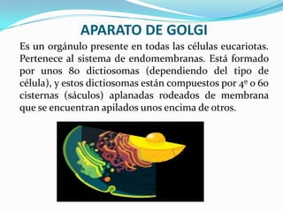 APARATO DE GOLGI
Es un orgánulo presente en todas las células eucariotas.
Pertenece al sistema de endomembranas. Está formado
por unos 80 dictiosomas (dependiendo del tipo de
célula), y estos dictiosomas están compuestos por 4º o 60
cisternas (sáculos) aplanadas rodeados de membrana
que se encuentran apilados unos encima de otros.

 