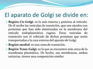El aparato de Golgi se divide en:
 Región Cis-Golgi: es la más interna y próxima al retículo.

De él recibe las vesículas de transición, que son sáculos con
proteínas que han sido sintetizadas en la membrana del
retículo endoplasmático rugoso. Estas vesículas de
transición son el vehículo de dichas proteínas que serán
transportadas a la cara externa del aparato de Golgi.
 Región medial: es una zona de transición.
 Región Trans-Golgi: es la que se encuentra más cerca de la
membrana plasmática. De hecho, sus membranas, ambas
unitarias, tienen una composición similar.

 