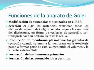 Funciones de la aparato de Golgi
 Modificación de sustancias sintetizadas en el RER.
 ecreción celular: las sustancias atraviesan todos los

sáculos del aparato de Golgi y cuando llegan a la cara trans
del dictiosoma, en forma de vesículas de secreción, son
transportadas a su destino fuera de la célula.
 Producción de membrana plasmática: los gránulos de
secreción cuando se unen a la membrana en la exocitosis
pasan a formar parte de esta, aumentando el volumen y la
superficie de la célula.
 Formación de los lisosomas primarios.
 Formación del acrosoma de los espermios.

 