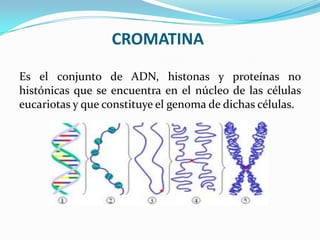CROMATINA
Es el conjunto de ADN, histonas y proteínas no
histónicas que se encuentra en el núcleo de las células
eucariotas y que constituye el genoma de dichas células.

 