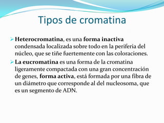 Tipos de cromatina
 Heterocromatina, es una forma inactiva

condensada localizada sobre todo en la periferia del
núcleo, que se tiñe fuertemente con las coloraciones.
 La eucromatina es una forma de la cromatina
ligeramente compactada con una gran concentración
de genes, forma activa, está formada por una fibra de
un diámetro que corresponde al del nucleosoma, que
es un segmento de ADN.

 