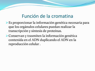 Función de la cromatina
 Es proporcionar la información genética necesaria para

que los orgánulos celulares puedan realizar la
transcripción y síntesis de proteínas.
 Conservan y trasmiten la información genética
contenida en el ADN duplicando el ADN en la
reproducción celular .

 