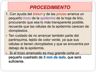 PROCEDIMIENTO
1. Con ayuda del bisturí y de las pinzas arranca un
pequeño trozo de la epidermis de la hoja de lirio,
procurando que sea lo más transparente posible,
recuerda que las células de la epidermis carecen de
cloroplastos.
 Ten cuidado de no arrancar también parte del
parénquima, tejido de color verde, ya que sus
células si tienen cloroplastos y que se encuentra por
debajo de la epidermis.
 Si el trozo arrancado es muy grande corta un
pequeño cuadrado de 5 mm de lado, que será
suficiente.
 