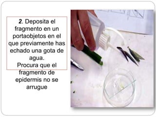 2. Deposita el
fragmento en un
portaobjetos en el
que previamente has
echado una gota de
agua.
Procura que el
fragmento de
epidermis no se
arrugue
 