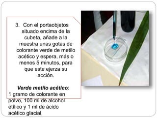 3. Con el portaobjetos
situado encima de la
cubeta, añade a la
muestra unas gotas de
colorante verde de metilo
acético y espera, más o
menos 5 minutos, para
que este ejerza su
acción.
Verde metilo acético:
1 gramo de colorante en
polvo, 100 ml de alcohol
etílico y 1 ml de ácido
acético glacial.
 