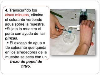 4. Transcurrido los
cinco minutos, elimina
el colorante vertiendo
agua sobre la muestra.
Sujeta la muestra al
porta con ayuda de las
pinzas.
 El exceso de agua o
de colorante que queda
en los alrededores de la
muestra se seca con un
trozo de papel de
filtro.
 