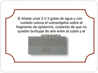 5. Añade unas 2 ó 3 gotas de agua y con
cuidado coloca el cubreobjetos sobre el
fragmento de epidermis, cuidando de que no
queden burbujas de aire entre el cubre y el
portaobjetos.
 