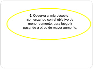 6. Observa al microscopio
comenzando con el objetivo de
menor aumento, para luego ir
pasando a otros de mayor aumento.
 