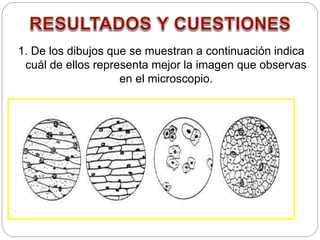 1. De los dibujos que se muestran a continuación indica
cuál de ellos representa mejor la imagen que observas
en el microscopio.
 
