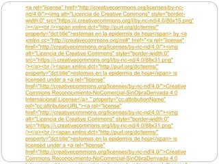 <a rel="license" href="http://creativecommons.org/licenses/by-nc-
nd/4.0/"><img alt="Licencia de Creative Commons" style="border-
width:0" src="https://i.creativecommons.org/l/by-nc-nd/4.0/80x15.png"
/></a><br /><span xmlns:dct="http://purl.org/dc/terms/"
property="dct:title">estomas en la epidermis de hoja</span> by <a
xmlns:cc="http://creativecommons.org/ns#" href="<a rel="license"
href="http://creativecommons.org/licenses/by-nc-nd/4.0/"><img
alt="Licencia de Creative Commons" style="border-width:0"
src="https://i.creativecommons.org/l/by-nc-nd/4.0/88x31.png"
/></a><br /><span xmlns:dct="http://purl.org/dc/terms/"
property="dct:title">estomas en la epidermis de hoja</span> is
licensed under a <a rel="license"
href="http://creativecommons.org/licenses/by-nc-nd/4.0/">Creative
Commons Reconocimiento-NoComercial-SinObraDerivada 4.0
Internacional License</a>." property="cc:attributionName"
rel="cc:attributionURL"><a rel="license"
href="http://creativecommons.org/licenses/by-nc-nd/4.0/"><img
alt="Licencia de Creative Commons" style="border-width:0"
src="https://i.creativecommons.org/l/by-nc-nd/4.0/88x31.png"
/></a><br /><span xmlns:dct="http://purl.org/dc/terms/"
property="dct:title">estomas en la epidermis de hoja</span> is
licensed under a <a rel="license"
href="http://creativecommons.org/licenses/by-nc-nd/4.0/">Creative
Commons Reconocimiento-NoComercial-SinObraDerivada 4.0
 