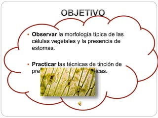  Observar la morfología típica de las
células vegetales y la presencia de
estomas.
 Practicar las técnicas de tinción de
preparaciones microscópicas.
 