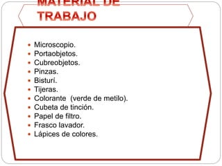  Microscopio.
 Portaobjetos.
 Cubreobjetos.
 Pinzas.
 Bisturí.
 Tijeras.
 Colorante (verde de metilo).
 Cubeta de tinción.
 Papel de filtro.
 Frasco lavador.
 Lápices de colores.
 