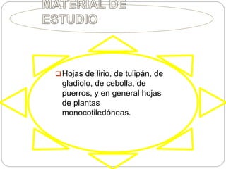 Hojas de lirio, de tulipán, de
gladiolo, de cebolla, de
puerros, y en general hojas
de plantas
monocotiledóneas.
 