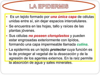  Es un tejido formado por una única capa de células
unidas entre sí, sin dejar espacios intercelulares.
 Se encuentra en las hojas, tallo y raíces de las
plantas jóvenes.
 Sus células no poseen cloroplastos y pueden
estar engrosadas exteriormente con lipídos,
formando una capa impermeable llamada cutina.
 La epidermis es un tejido protector cuya función es
la de proteger al vegetal de la desecación y de la
agresión de los agentes externos. En la raíz permite
la absorción de agua y sales minerales.
 