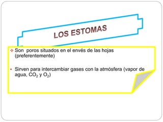  Son poros situados en el envés de las hojas
(preferentemente)
 Sirven para intercambiar gases con la atmósfera (vapor de
agua, CO2 y O2)
 