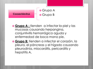  Grupo A : tienden a infectar la piel y las
mucosas causando herpangina,
conjuntivitis hemorrágica aguda y
enfermedad de boca mano pie.
 Grupo B: tienden a infectar el corazón, la
pleura, el páncreas y el hígado causando
pleurodinia, miocarditis, pericarditis y
hepatitis A.
Coxsackievirus
 Grupo A
 Grupo B
 