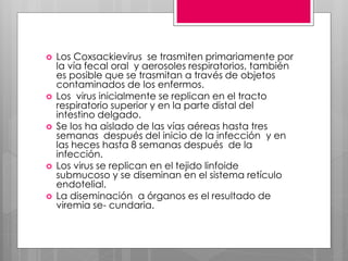  Los Coxsackievirus se trasmiten primariamente por
la vía fecal oral y aerosoles respiratorios, también
es posible que se trasmitan a través de objetos
contaminados de los enfermos.
 Los virus inicialmente se replican en el tracto
respiratorio superior y en la parte distal del
intestino delgado.
 Se los ha aislado de las vías aéreas hasta tres
semanas después del inicio de la infección y en
las heces hasta 8 semanas después de la
infección.
 Los virus se replican en el tejido linfoide
submucoso y se diseminan en el sistema retículo
endotelial.
 La diseminación a órganos es el resultado de
viremia se- cundaria.
 