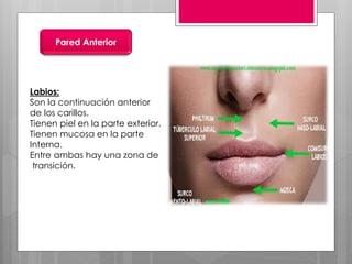 Pared Anterior
Labios:
Son la continuación anterior
de los carillos.
Tienen piel en la parte exterior.
Tienen mucosa en la parte
Interna.
Entre ambas hay una zona de
transición.
 