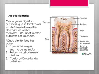 *Son órganos digestivos
auxiliares, que se localizan en
los alvéolos de las apófisis
dentarias de ambos
maxilares. Estas apófisis están
cubiertas por las encías.
*Cada diente tiene tres
partes:
1. Corona: Visible por
encima de las encías.
2. Raíces: Incustrada en el
alvéolo.
3. Cuello: Unión de las dos
anteriores,.
Arcada dentaria:
 