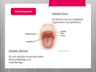 Pared Superior
Paladar Duro:
Se forma con los maxilares
superiores y los palatinos
Paladar Blando:
Es una división muscular entre
la bucofaringe y la
nasofaringe.
 