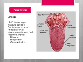 Pared Inferior
Lengua:
* Está formada por
músculo estriado
Cubierto por mucosa.
* Papilas: Son las
elevaciones ásperas de la
superficie lingual.
- Filiforme.
- Fungiforme.
- Circunvaladas.
 