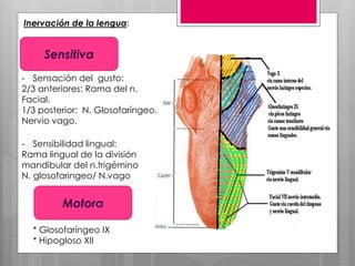 Inervación de la lengua:
Sensitiva
Motora
* Glosofaríngeo IX
* Hipogloso XII
- Sensación del gusto:
2/3 anteriores: Rama del n.
Facial.
1/3 posterior: N. Glosofaríngeo.
Nervio vago.
- Sensibilidad lingual:
Rama lingual de la división
mandibular del n.trigémino
N. glosofaringeo/ N.vago
 