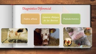 Diagnóstico Diferencial
Fiebre aftosa
Catarro Maligno
de los Bovinos
Pododermatitis
 