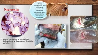 Necropsia
 Edema intracelular y extracelular,
bolonamiento y degeneración de células
epiteliales
Las muertes son
raras y
normalmente se le
atribuye a
enfermedades
bacterianas
secundarias, entre
ellas mastitis y
neumonías
ambientales.
 