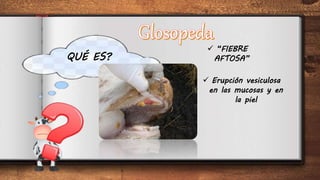 QUÉ ES?
 “FIEBRE
AFTOSA”
 Erupción vesiculosa
en las mucosas y en
la piel
 